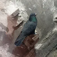 کبوتر|پرنده|راین, |دیوار