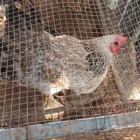 مرغ و خروس|حیوانات مزرعه|کنارک, |دیوار