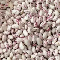 لوبیا چیتی و نخود قرمز