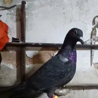 پرشی|پرنده|سبزوار, کلاته سیفر|دیوار