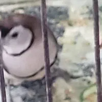 فنچ