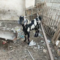 نر بز گوشتی|حیوانات مزرعه|چابهار, |دیوار