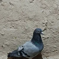 کبوتر پلاکی و رنگی|پرنده|گله دار, |دیوار