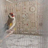 سهره گل قفل|پرنده|لاران, |دیوار