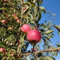 زمین کشاورزی