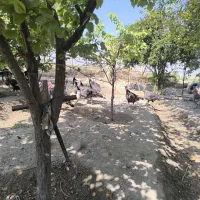 بوقلمون 7ماه