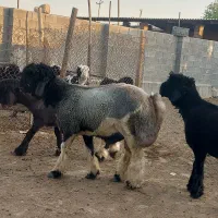 بره قوچ بختیاری|حیوانات مزرعه|شیراز, گویم|دیوار