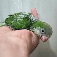 جوجه راهب