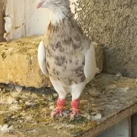 طوقی کبوتر