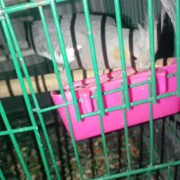 عروس هلندی|پرنده|قدس, شهرقدس|دیوار