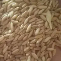 ۶۰۰ کیلو گندم دیم