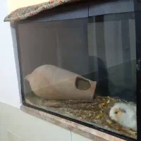 خوکچه هندی مینیاتوری