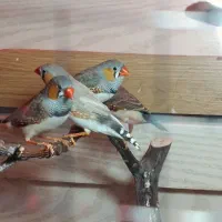 تعدادی فنج زیرا رنگ خاص|پرنده|کرمان, |دیوار