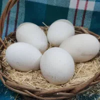 تخم دورگه  غاز محلی وقو