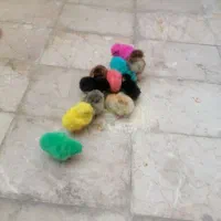 تعدادی جوجه محلی و رنگی
