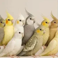 انواع نژاد عروس هلندی جوجه الی بالغ تک و جفت مولد