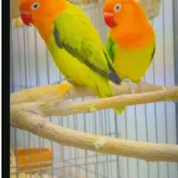 کوتوله نیمه دستی نر یووینگ گلد