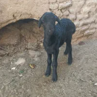 یک راس بره ماده ماک خورده بدون میش