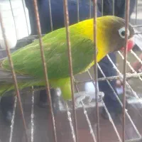 طوطی برزیلی نر