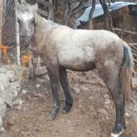 کره مادیان غزل کرد