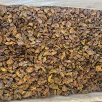 کشمش افتابی محمدکاشمری|عمده‌فروشی|تهران, کرمان|دیوار