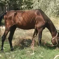 اسب ترکمن اصل
