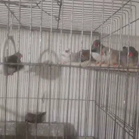 فنچ خانگی|پرنده|خمینی‌شهر, |دیوار