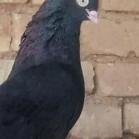 جفت زاغ معامله با دم سفید