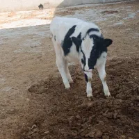 گوساله گاو هلشتاین دوعدد