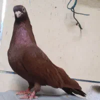 ماده صرب سرخ بشرط تخم امیدیه|پرنده|بندر ماهشهر, |دیوار