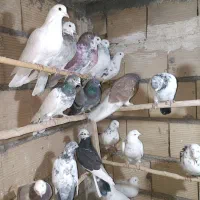 کفتر.جوجه.پرش.خال|پرنده|ری, علایین|دیوار