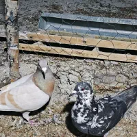 کبوتر پلاکی ماده|پرنده|شیراز, کوشک بیدک|دیوار