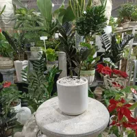 زاموفیلیا بلک / سبز با گلدان- تنوع بالا-مناسب هدیه