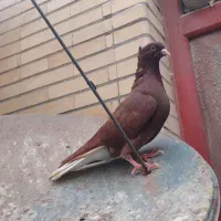 سرخ دم سفید نر8بنده غرور غرور