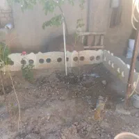 ریشه مو سه ساله