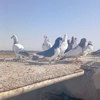 سلام خدمت عشق بازان