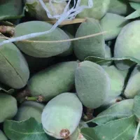 بادام درختی تر با پوست