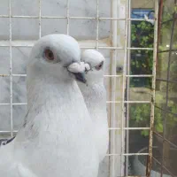 کبوتر پرنده دم سفید شامی سرور آلمانی طوقی