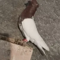 نر کلی مست نازار....