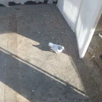 کبوتر گمشده