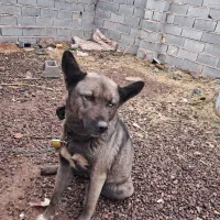 سگ هاسکی|سگ|قزوین, |دیوار