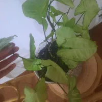 گل های اپارتمانی|گل و گیاه طبیعی|اهر, |دیوار