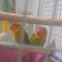 عروس  برزیلی فیشر  مرغ عشق  فنچ کینگ|پرنده|شوشتر, |دیوار