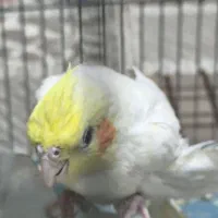 عروس هلندی لوتینو جوان