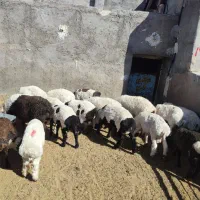 ۱۶بره نر سبک وزن