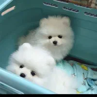 جشنواره ویژه پامر 66روزه بااف و تخفیف50درصدی|سگ|مشهد, اقبال|دیوار