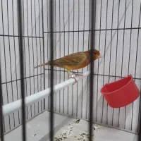 قناری شتری مست|پرنده|مرودشت, بیست متری بیمارستان|دیوار