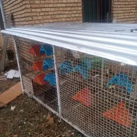 سلام   قفس ..