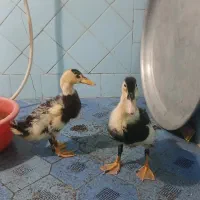 فروش جوجه اردک