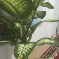 گل دیفن|گل و گیاه طبیعی|قروه, |دیوار